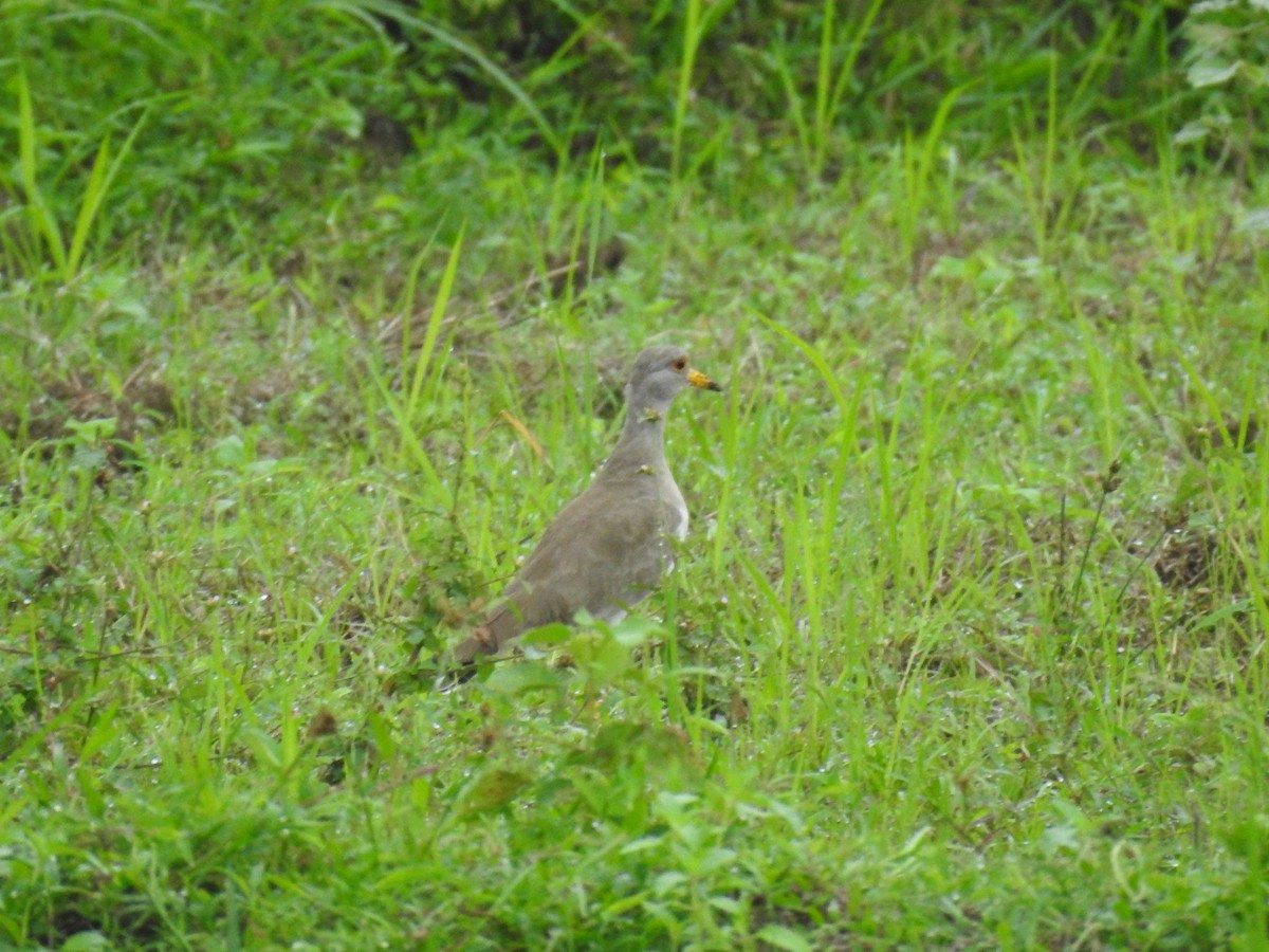Vanneau à tête grise - ML643273491