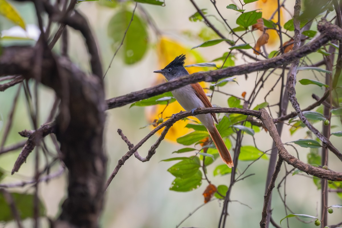 Indian Paradise-Flycatcher - ML643273496
