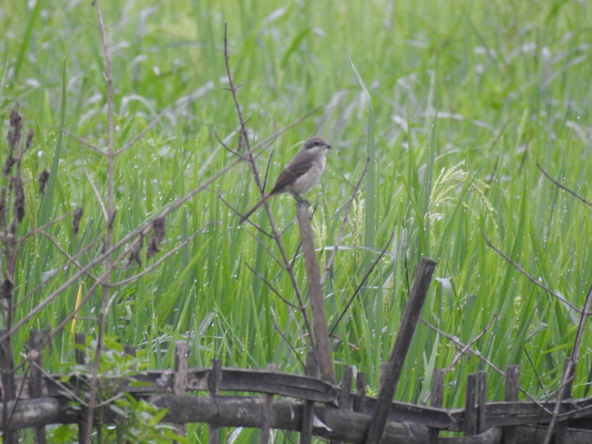 Laniidés sp. - ML643273509