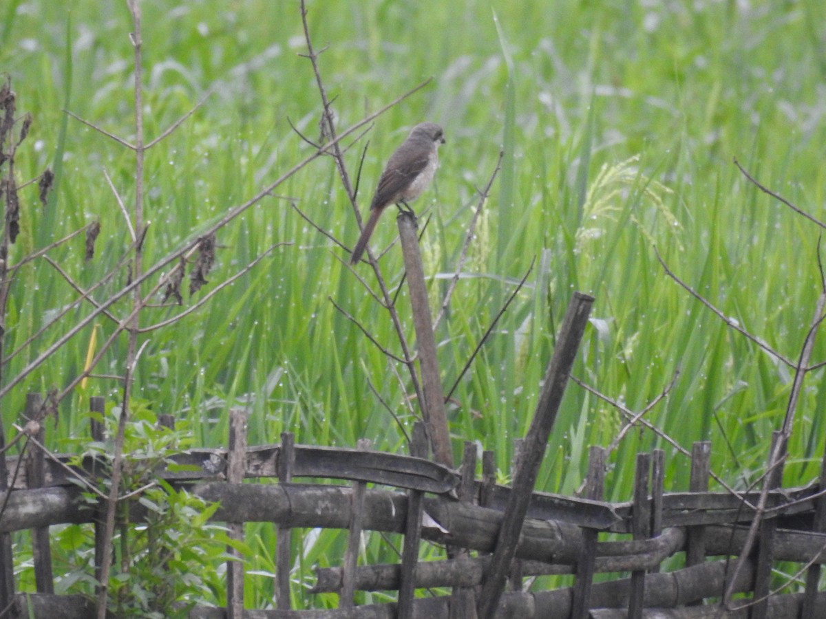 Laniidés sp. - ML643273510