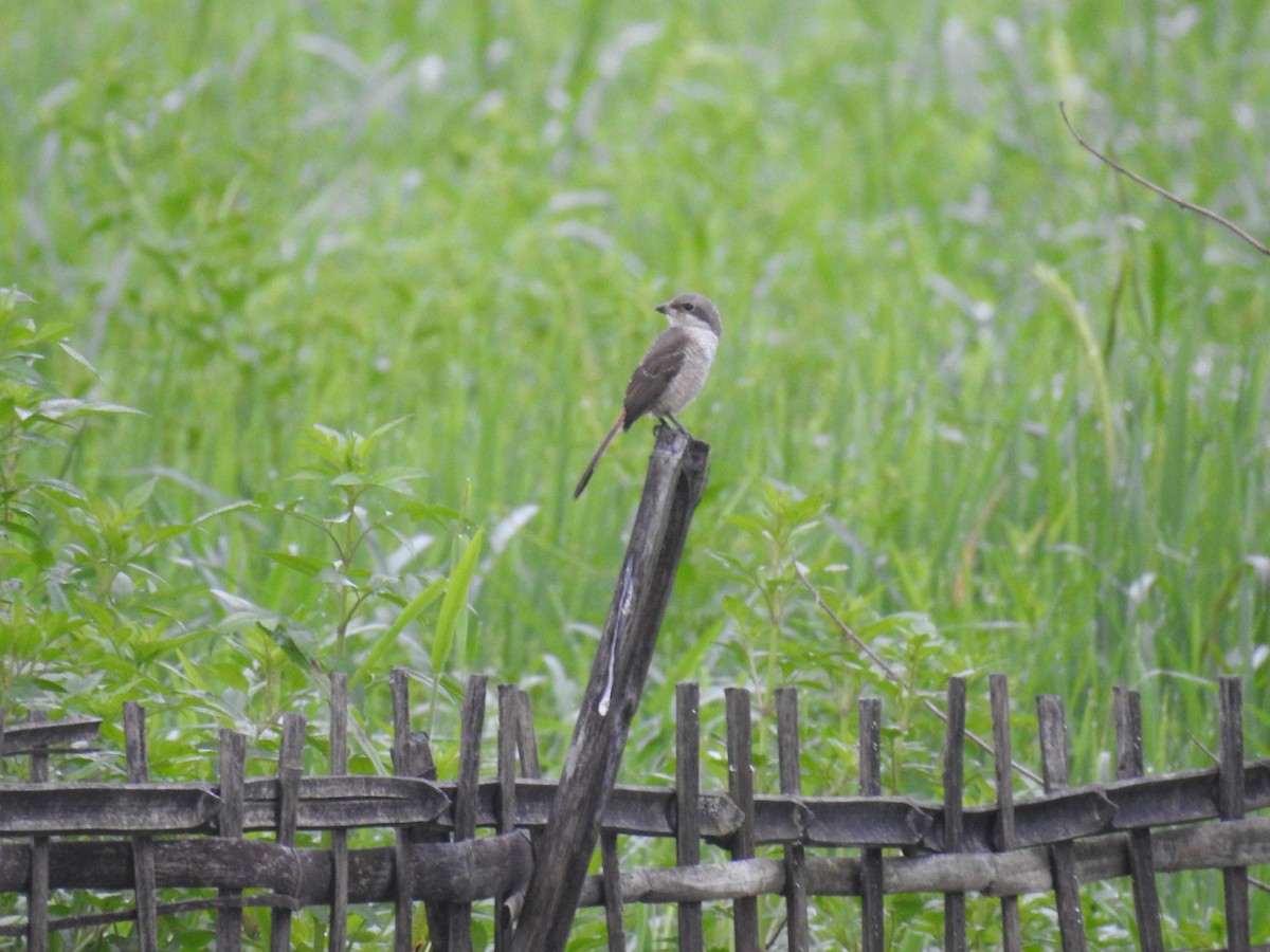 Laniidés sp. - ML643273511