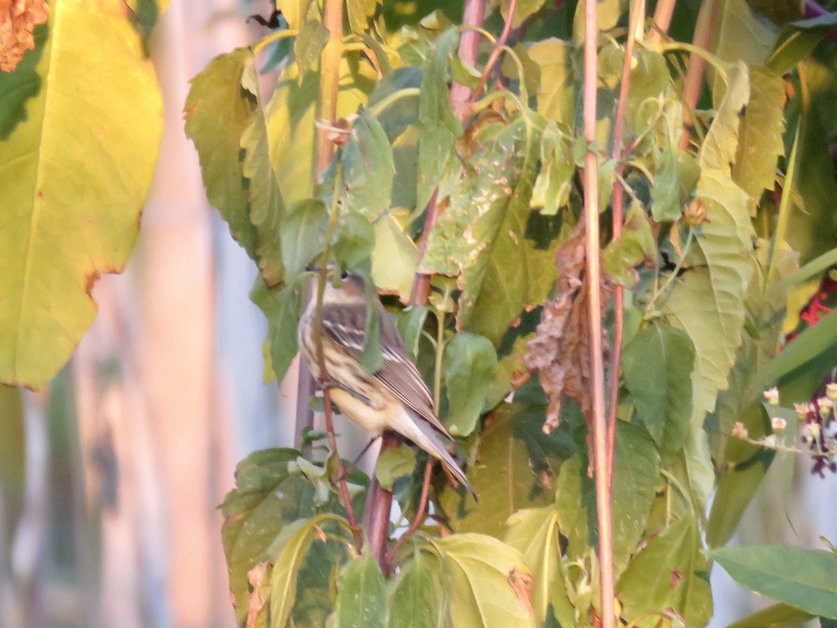 Yellow-rumped Warbler - ML643273532