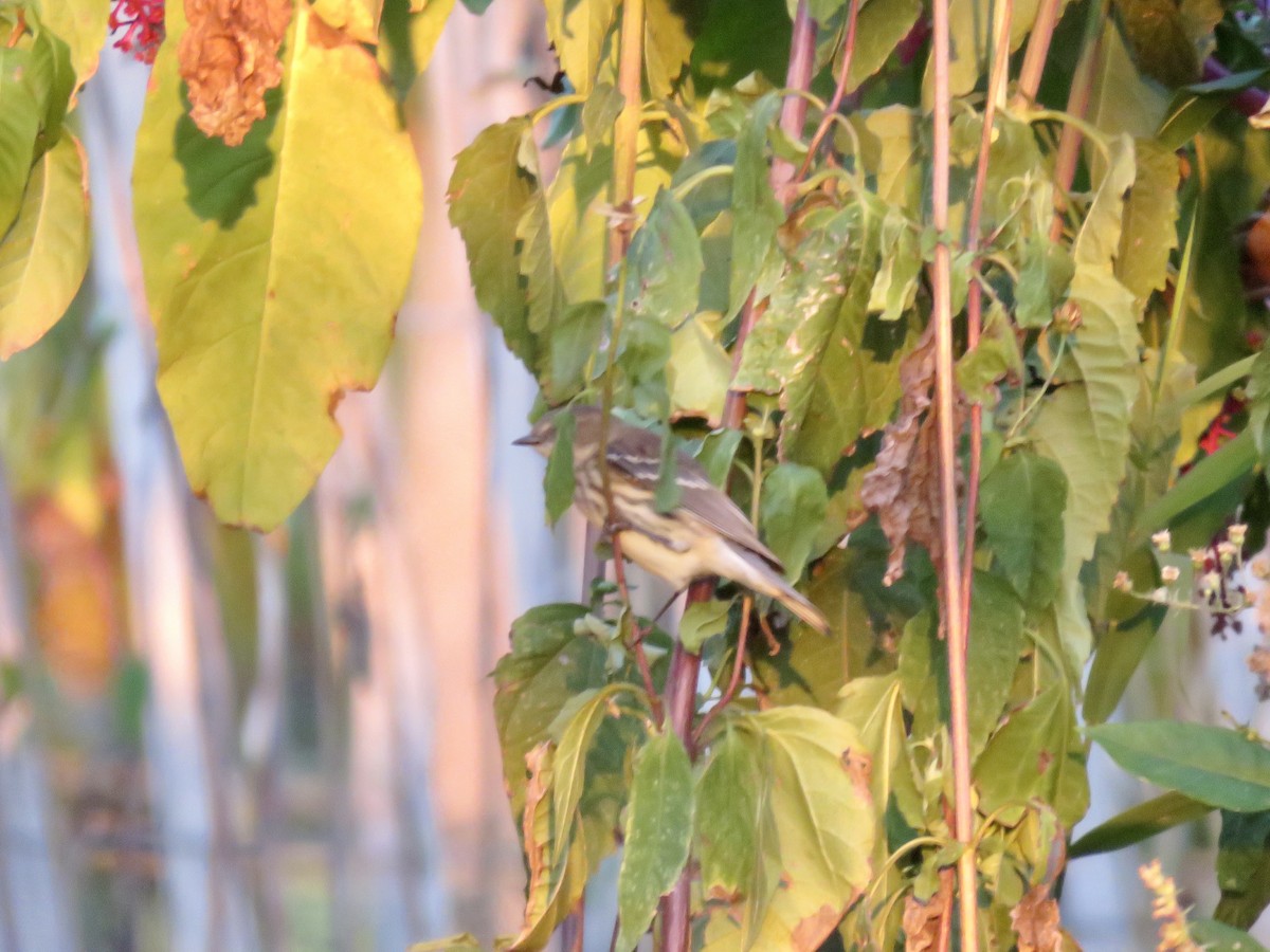 Yellow-rumped Warbler - ML643273533