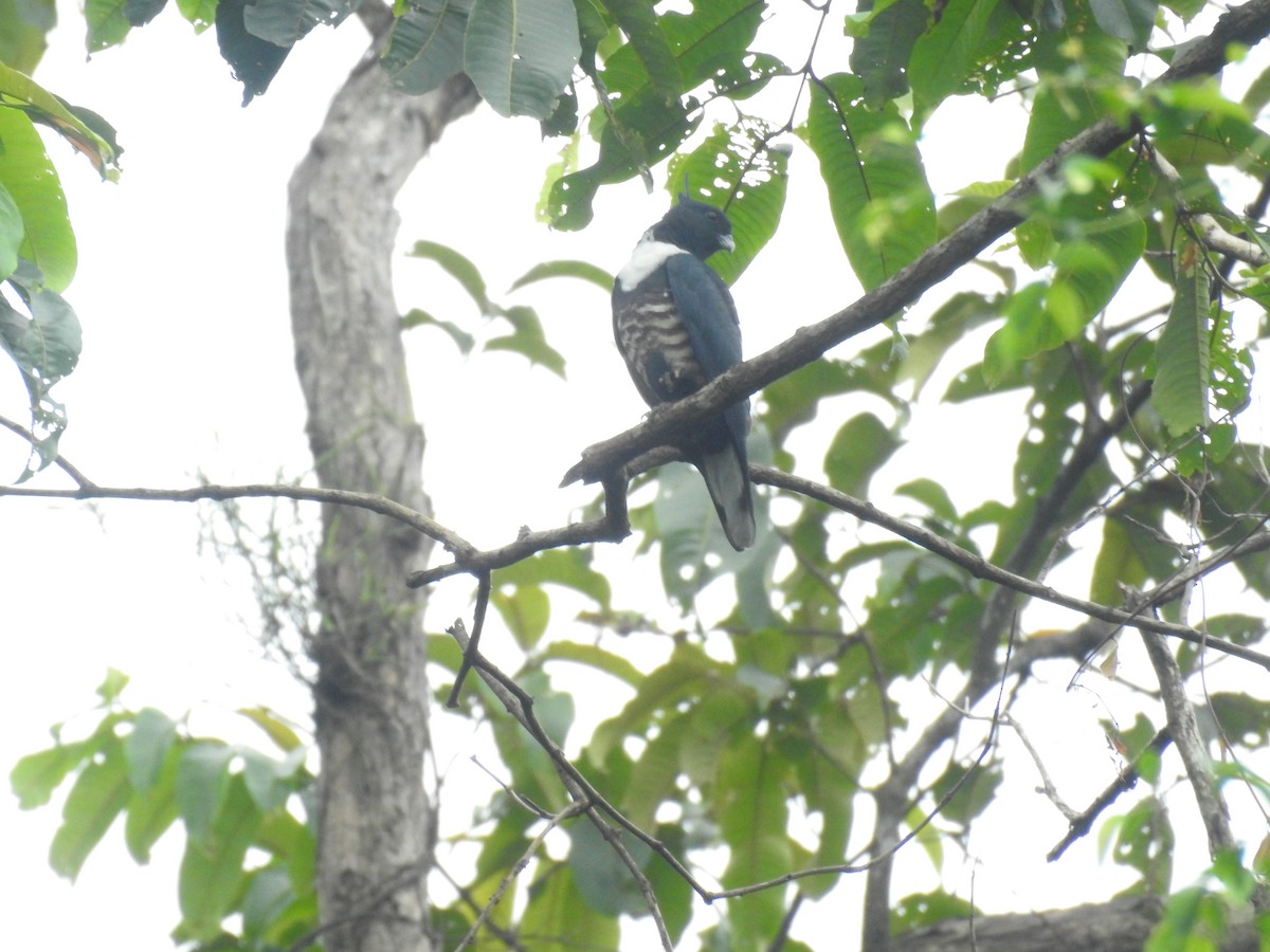 Baza huppard - ML643273586