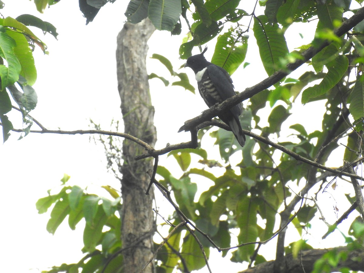 Baza huppard - ML643273587