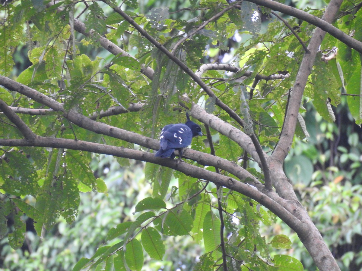 Baza huppard - ML643273588