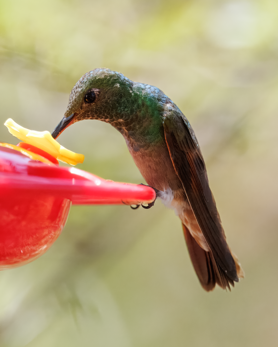 Berylline Hummingbird - ML643273641