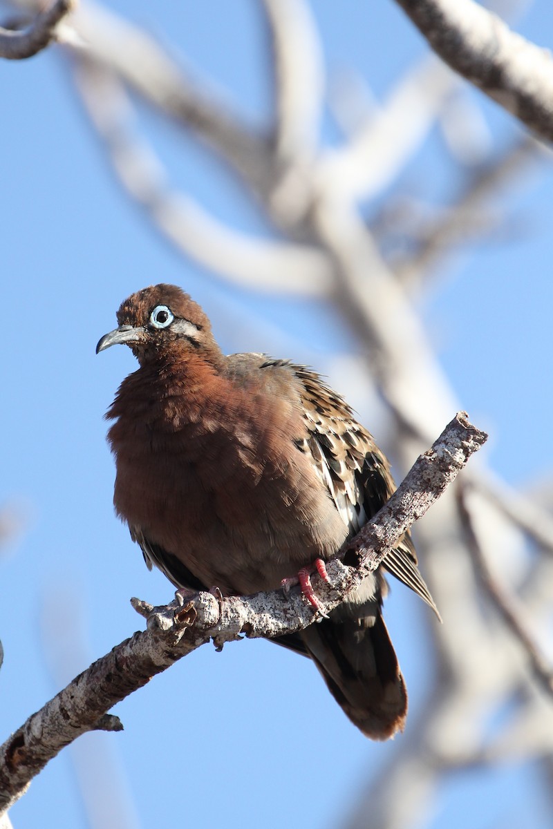 Galapagos Dove - ML643273642