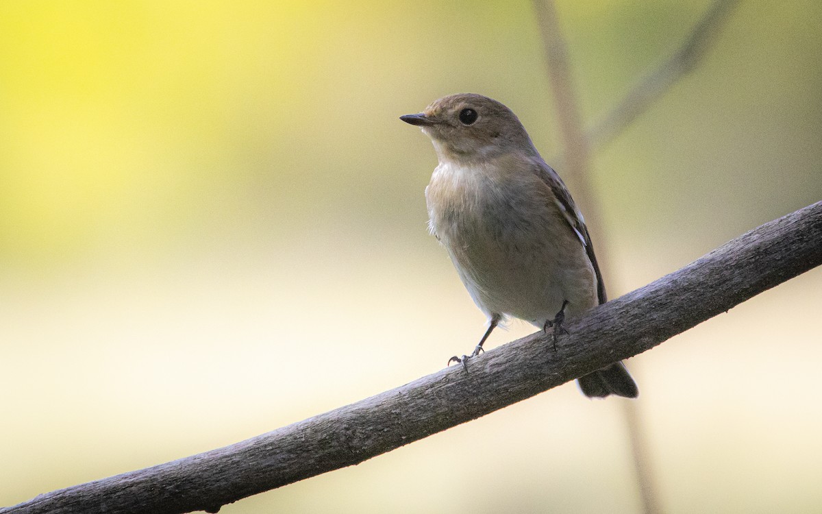 European Pied Flycatcher - ML643273689