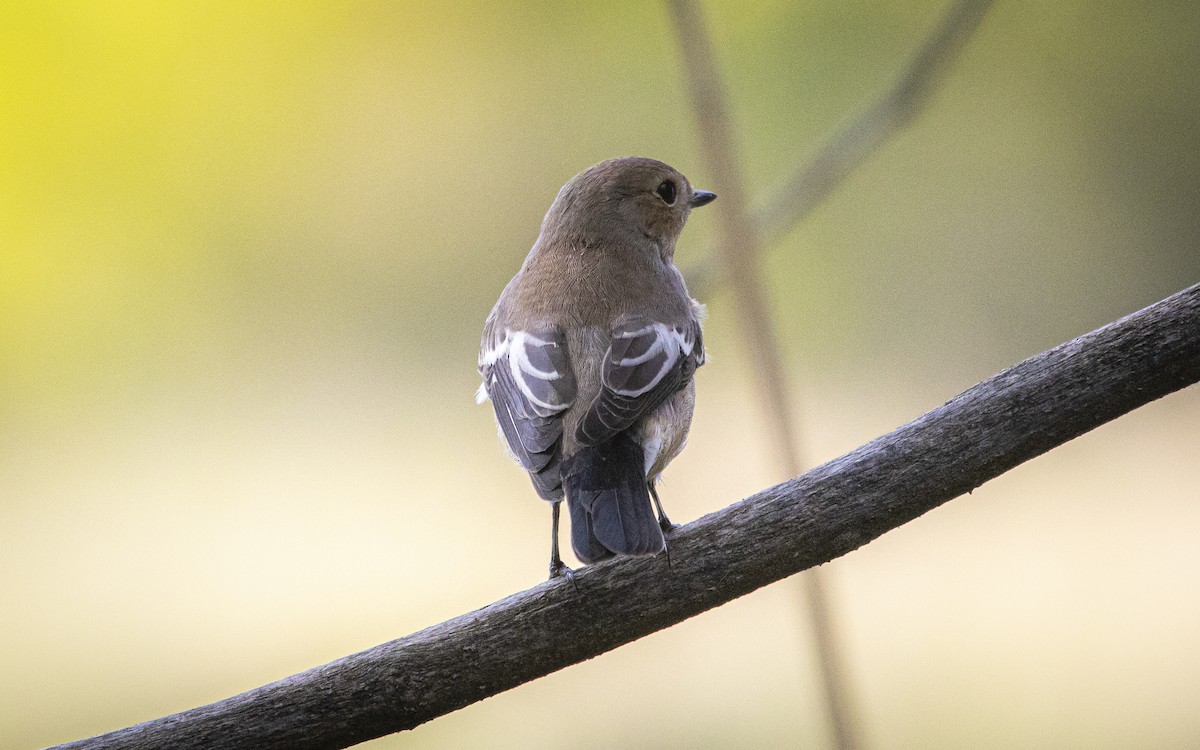 European Pied Flycatcher - ML643273690