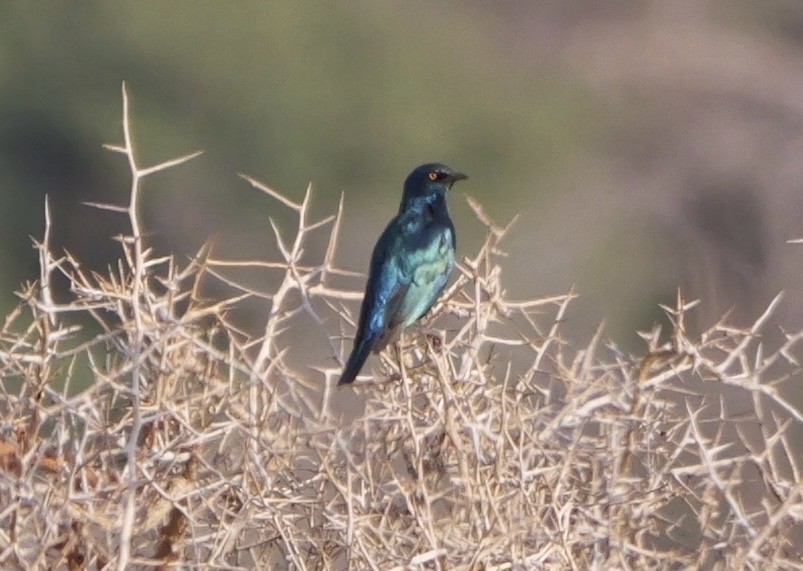 Cape Starling - ML643273718