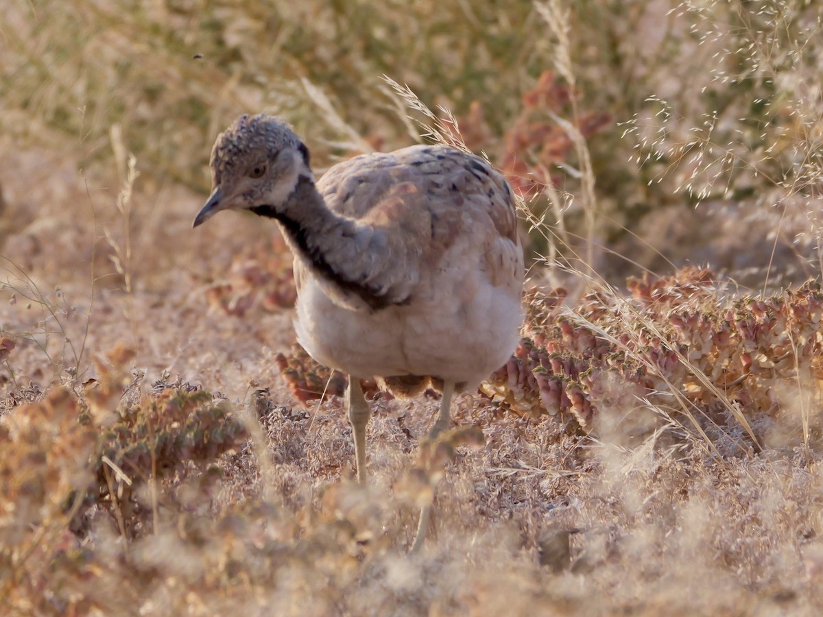 Rüppell's Bustard - ML643273732