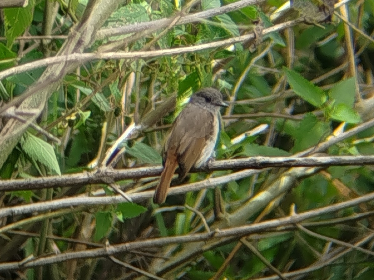 Flores Jungle Flycatcher - ML643273777