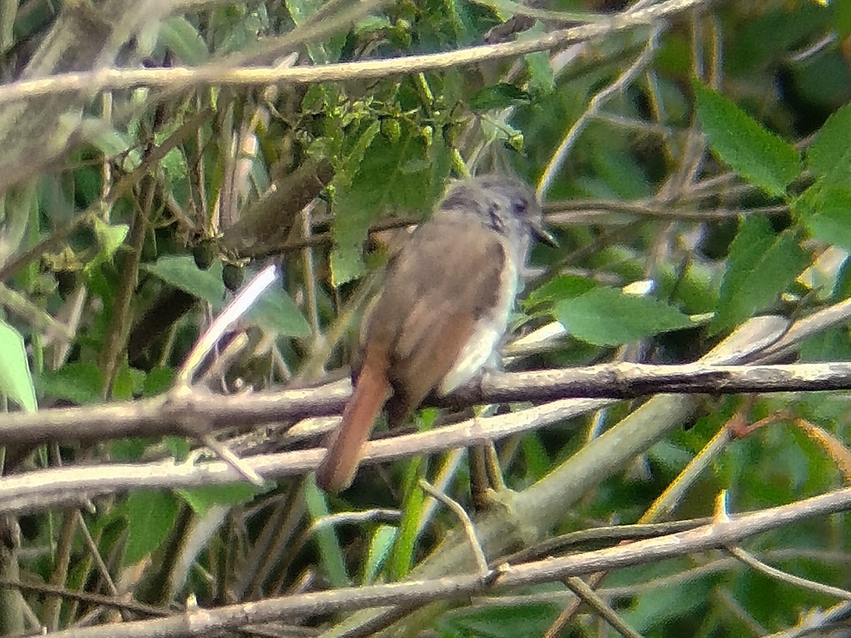 Flores Jungle Flycatcher - ML643273778
