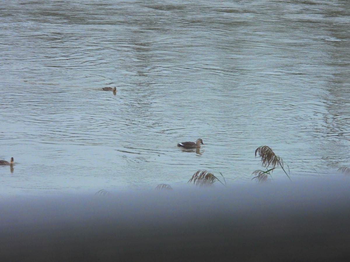 Eastern Spot-billed Duck - ML643273803