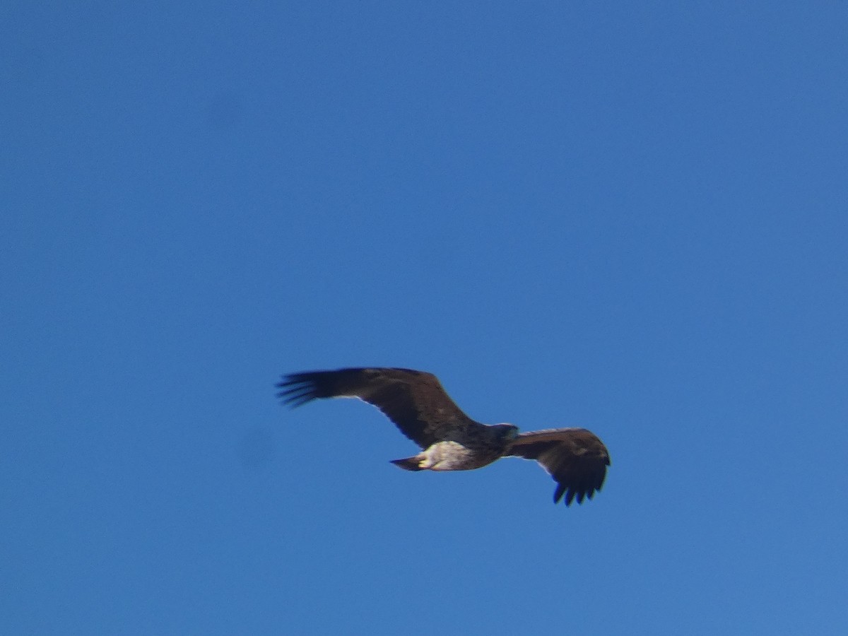 Spanish Eagle - ML643273808