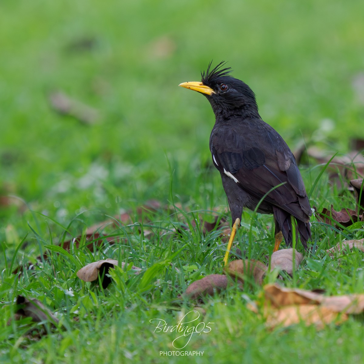 Great Myna - ML643273810