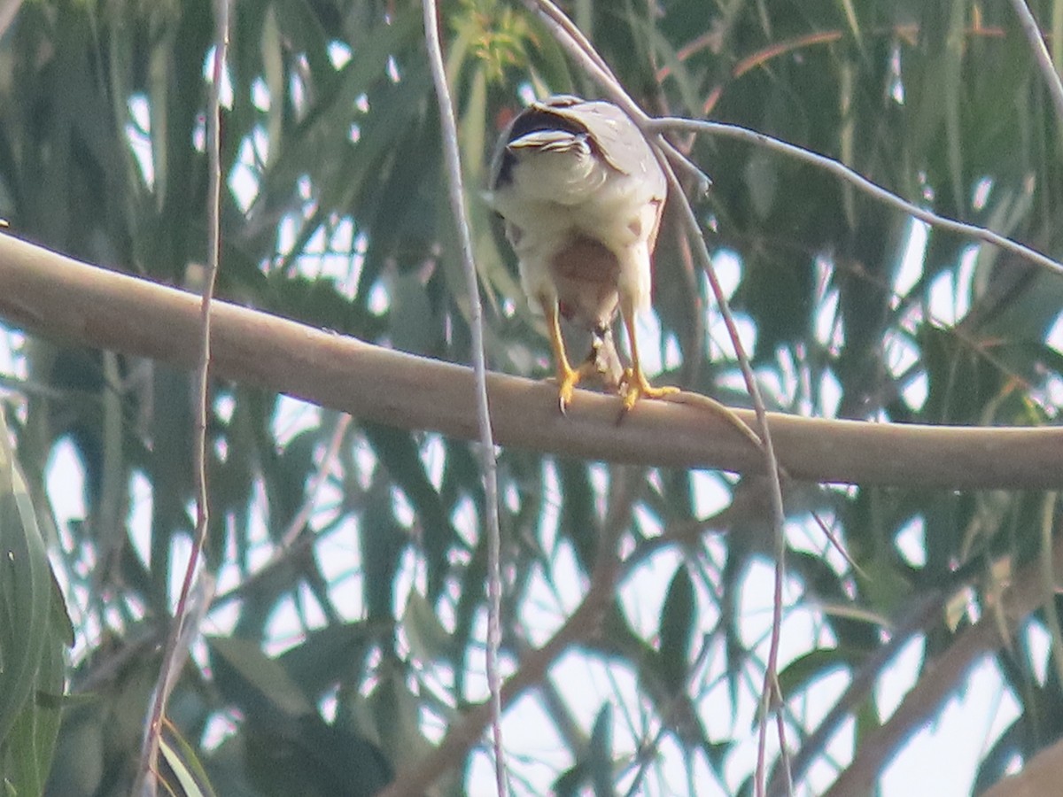Shikra - ML643273864