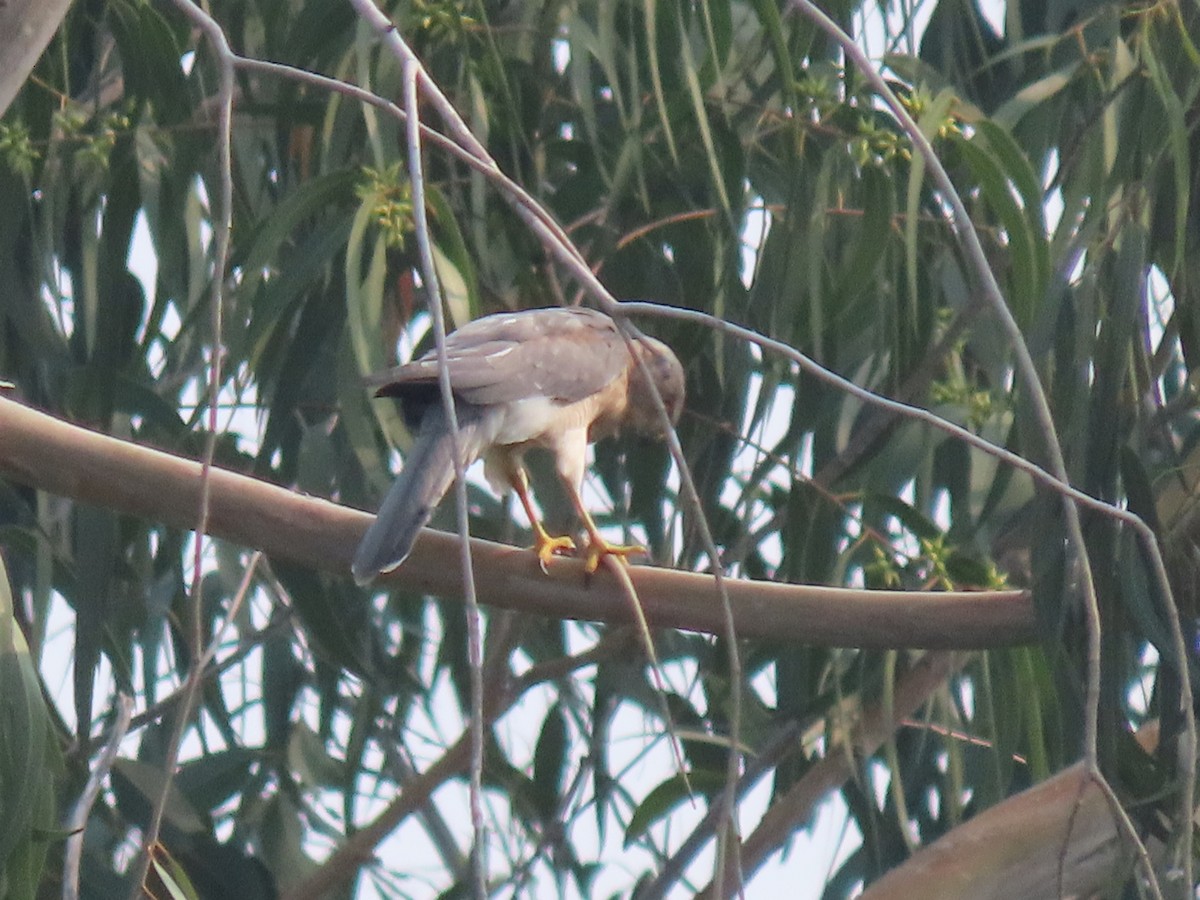 Shikra - ML643273865
