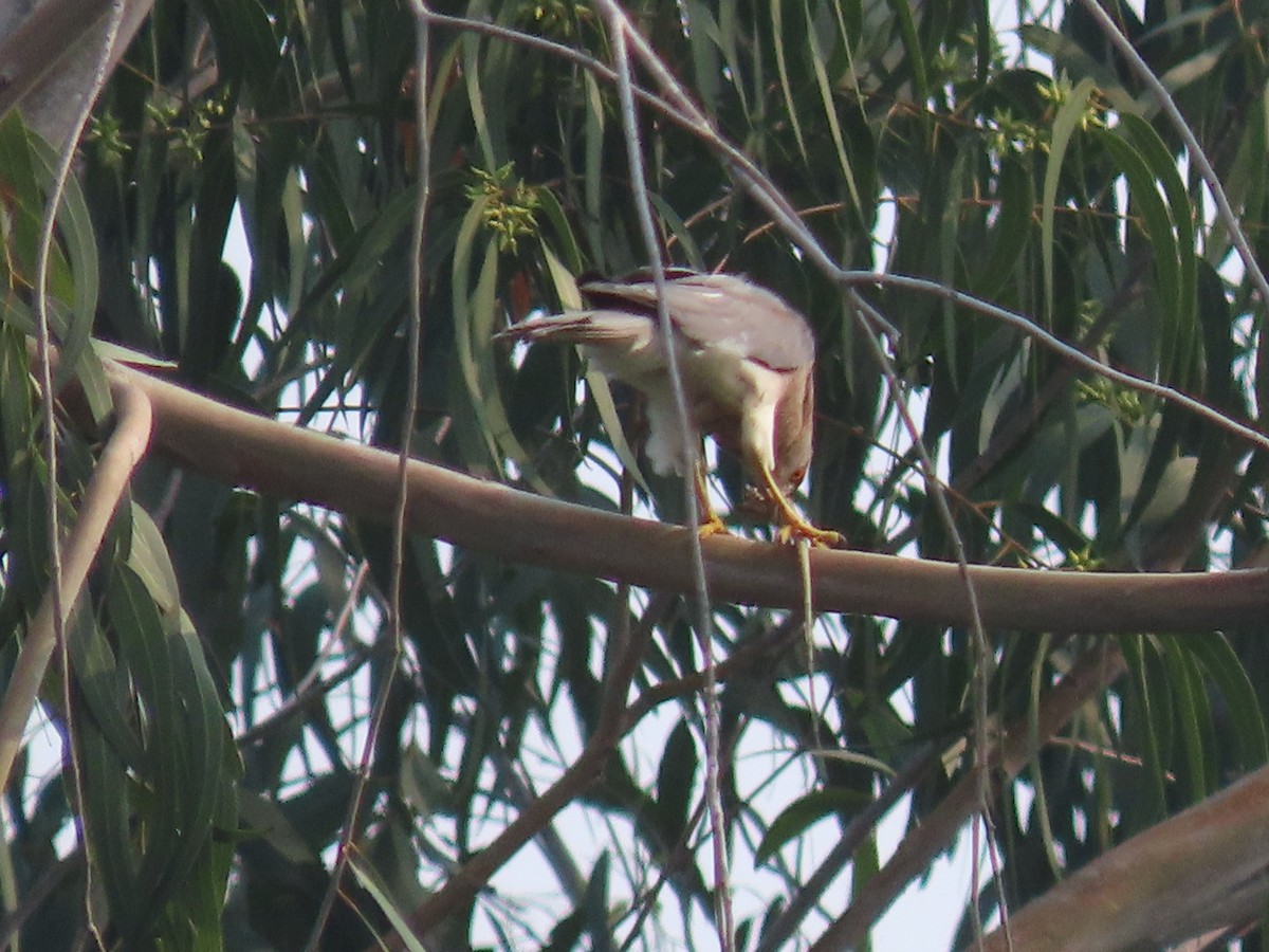 Shikra - ML643273867