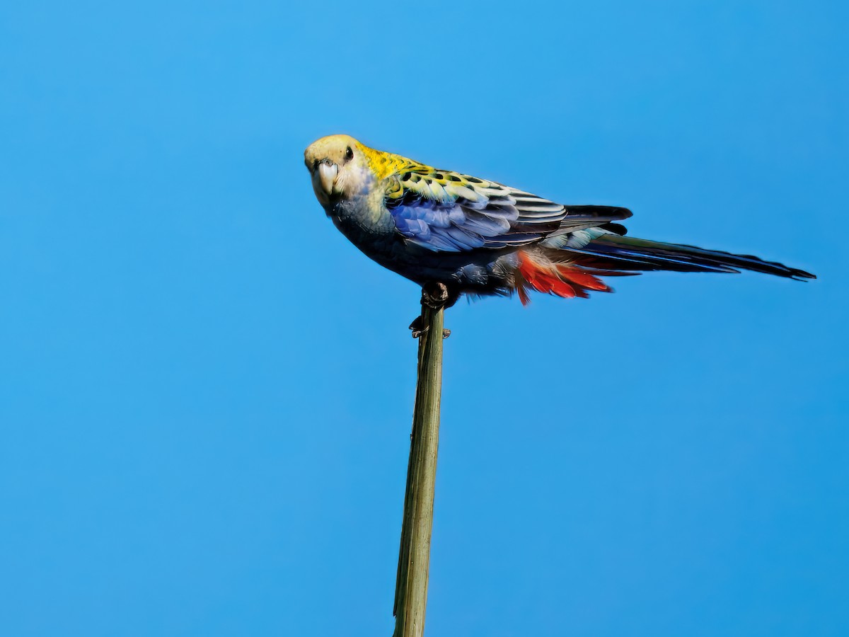 Pale-headed Rosella - ML643273897
