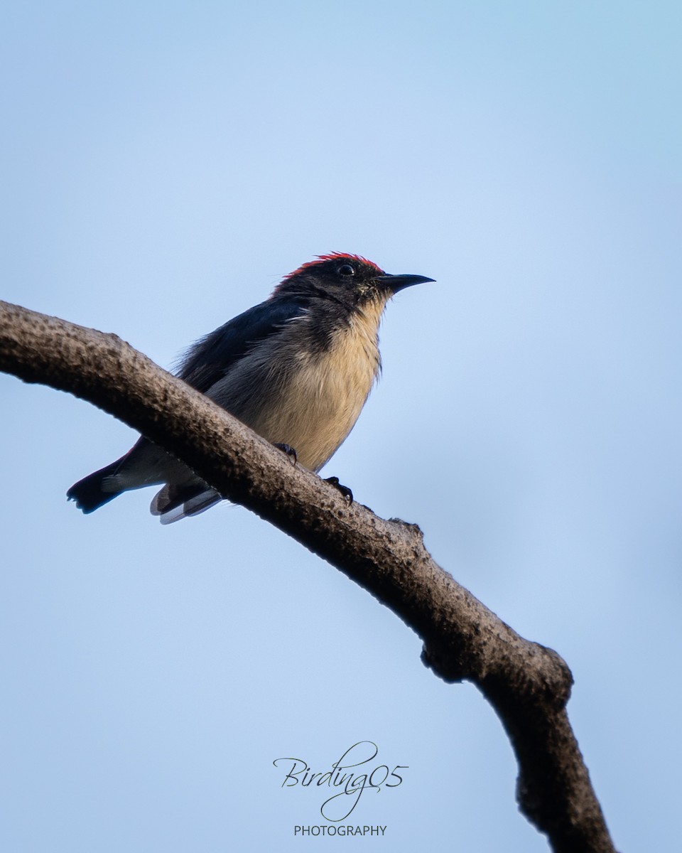 Scarlet-backed Flowerpecker - ML643273934