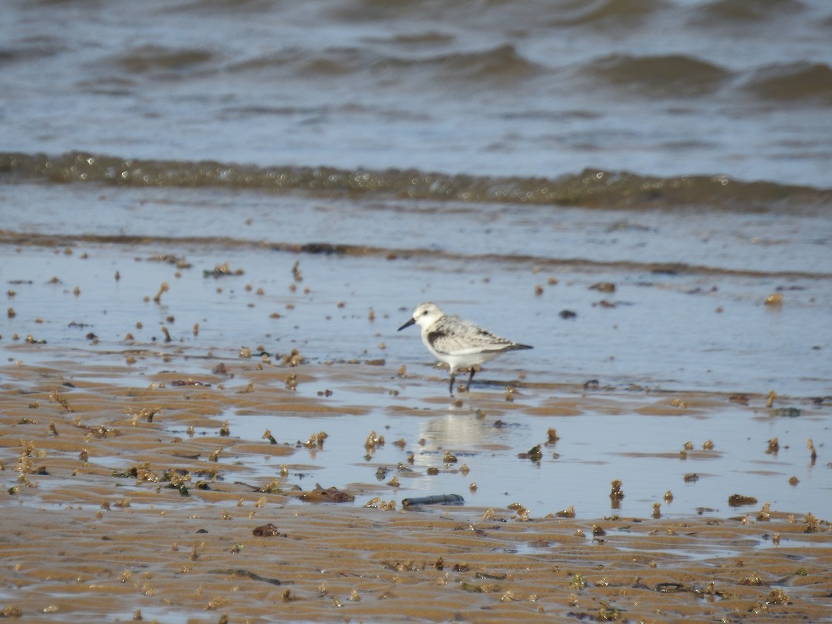 jespák písečný - ML643273966