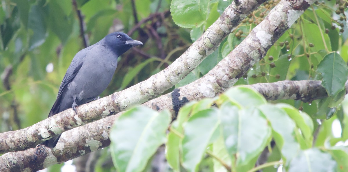 Sunda Cuckooshrike - ML643273978
