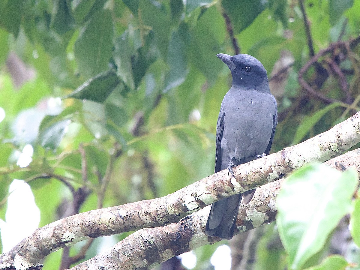 Sunda Cuckooshrike - ML643273979