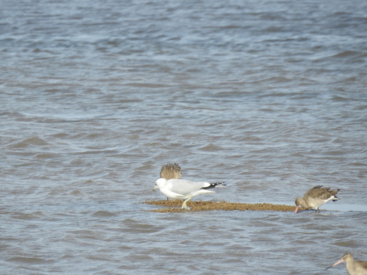 racek bouřní - ML643273992