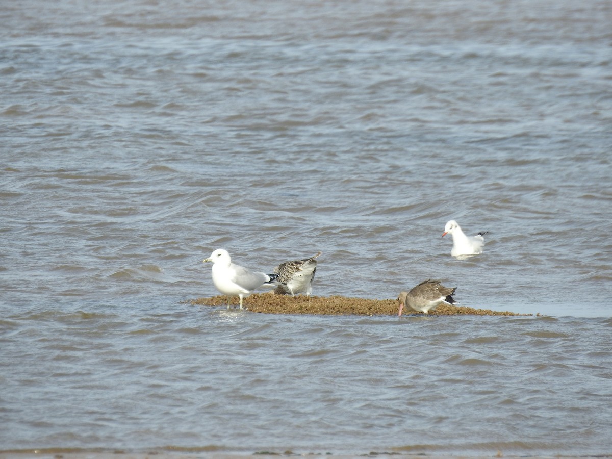 racek bouřní - ML643273993