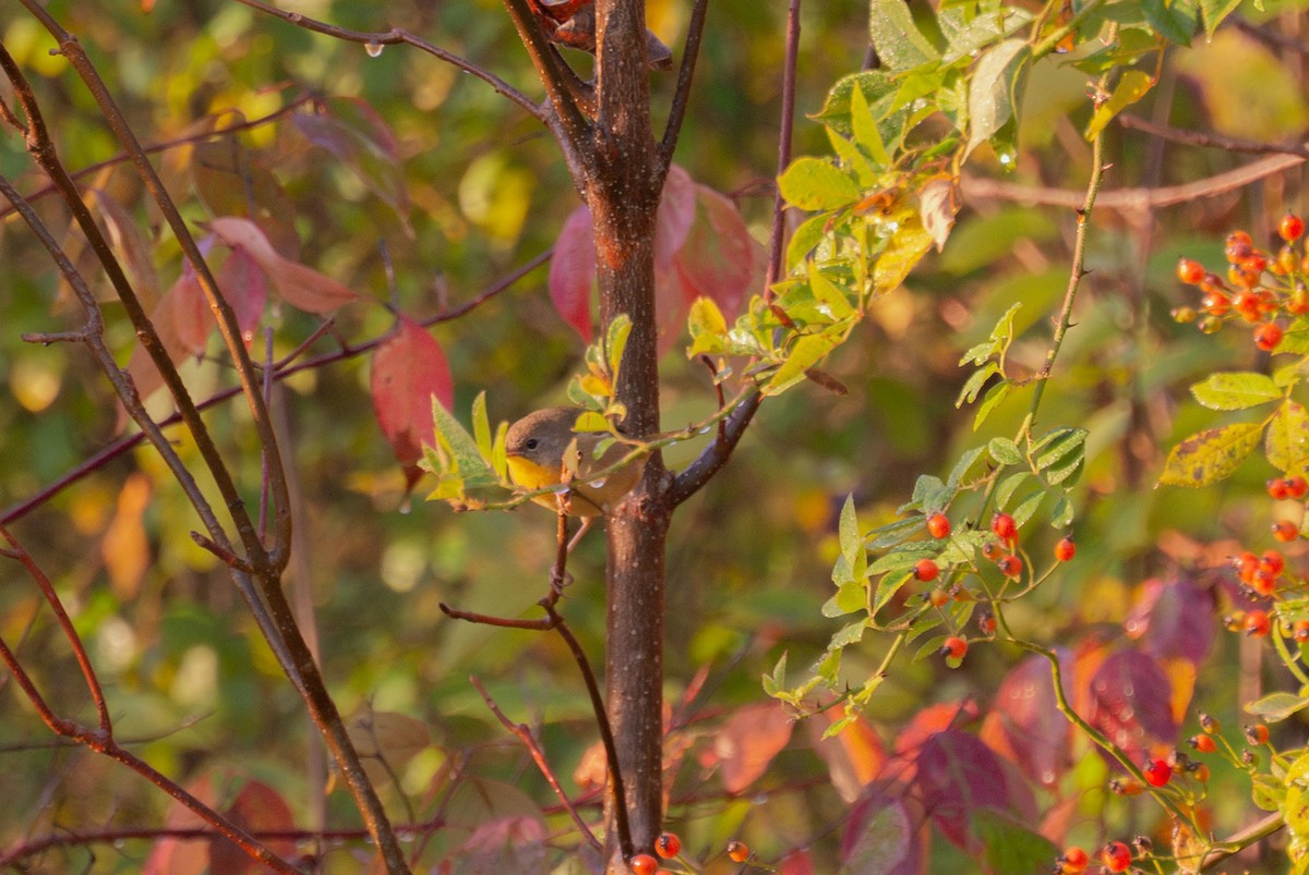 Common Yellowthroat - ML643273995