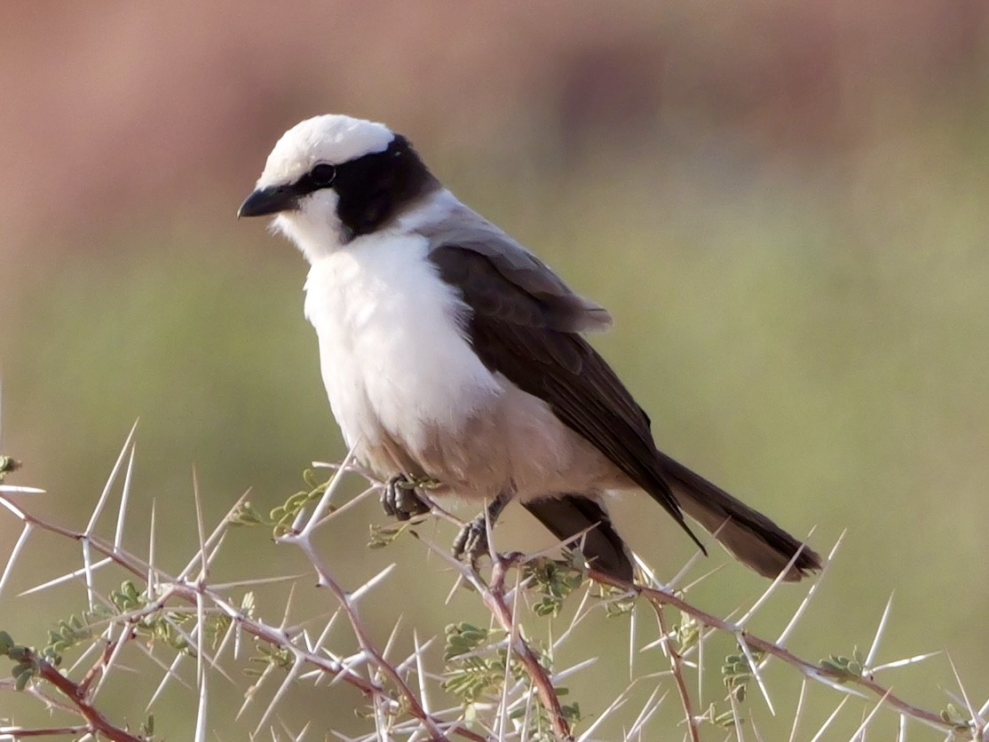 White-crowned Shrike - ML643273996