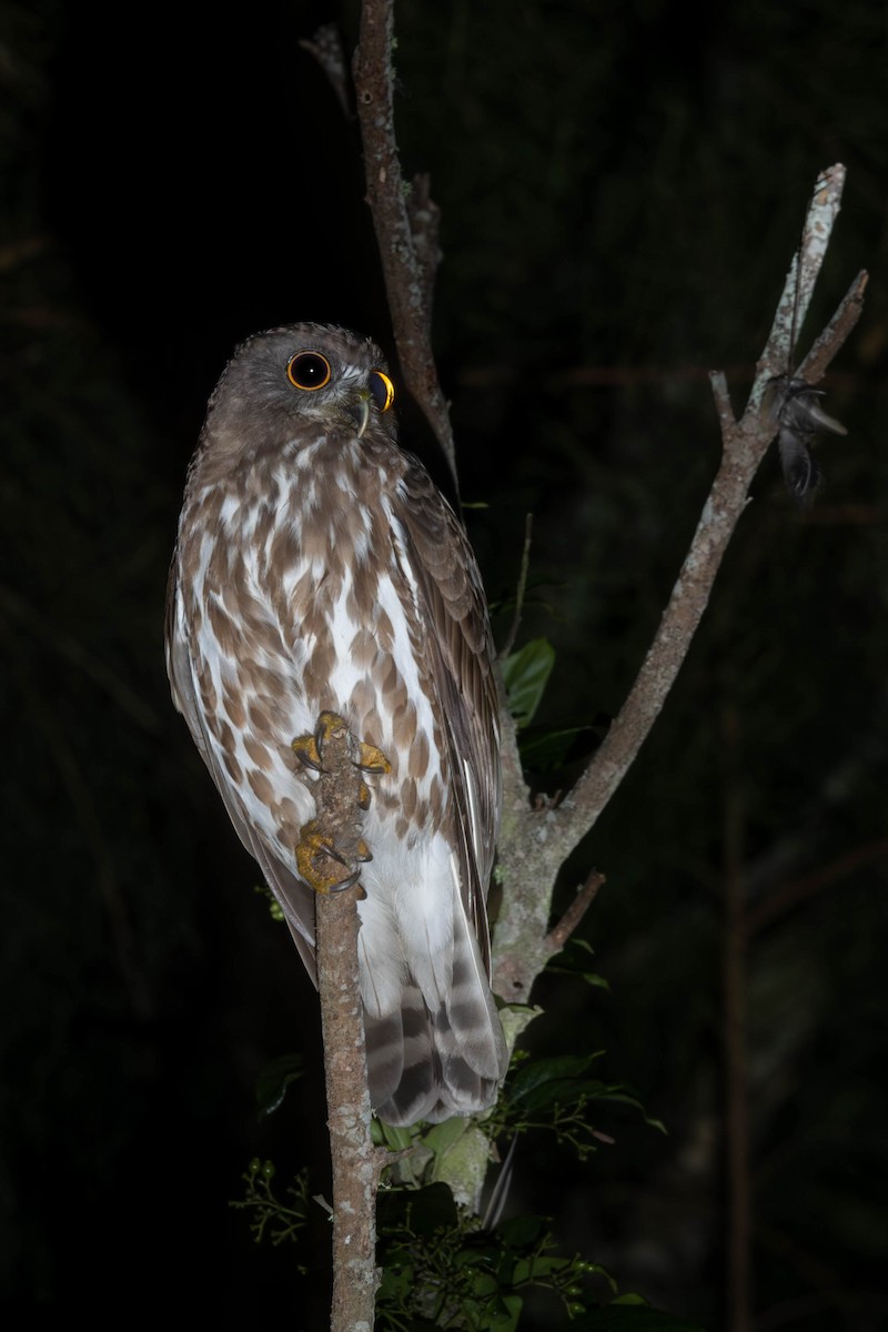 Northern Boobook - ML643273999