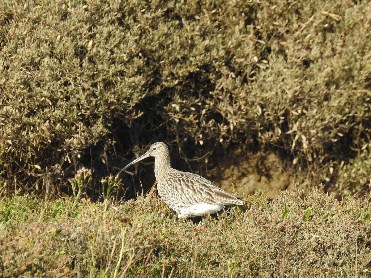 koliha velká - ML643274001