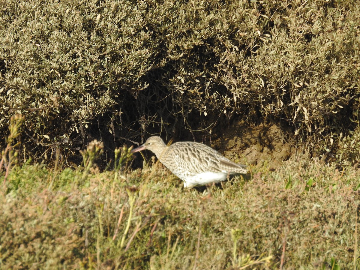 koliha velká - ML643274003