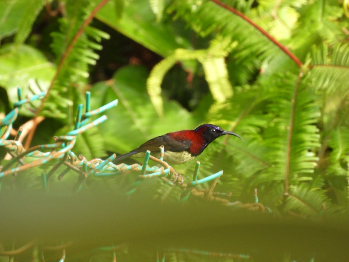 Black-throated Sunbird - ML643274017