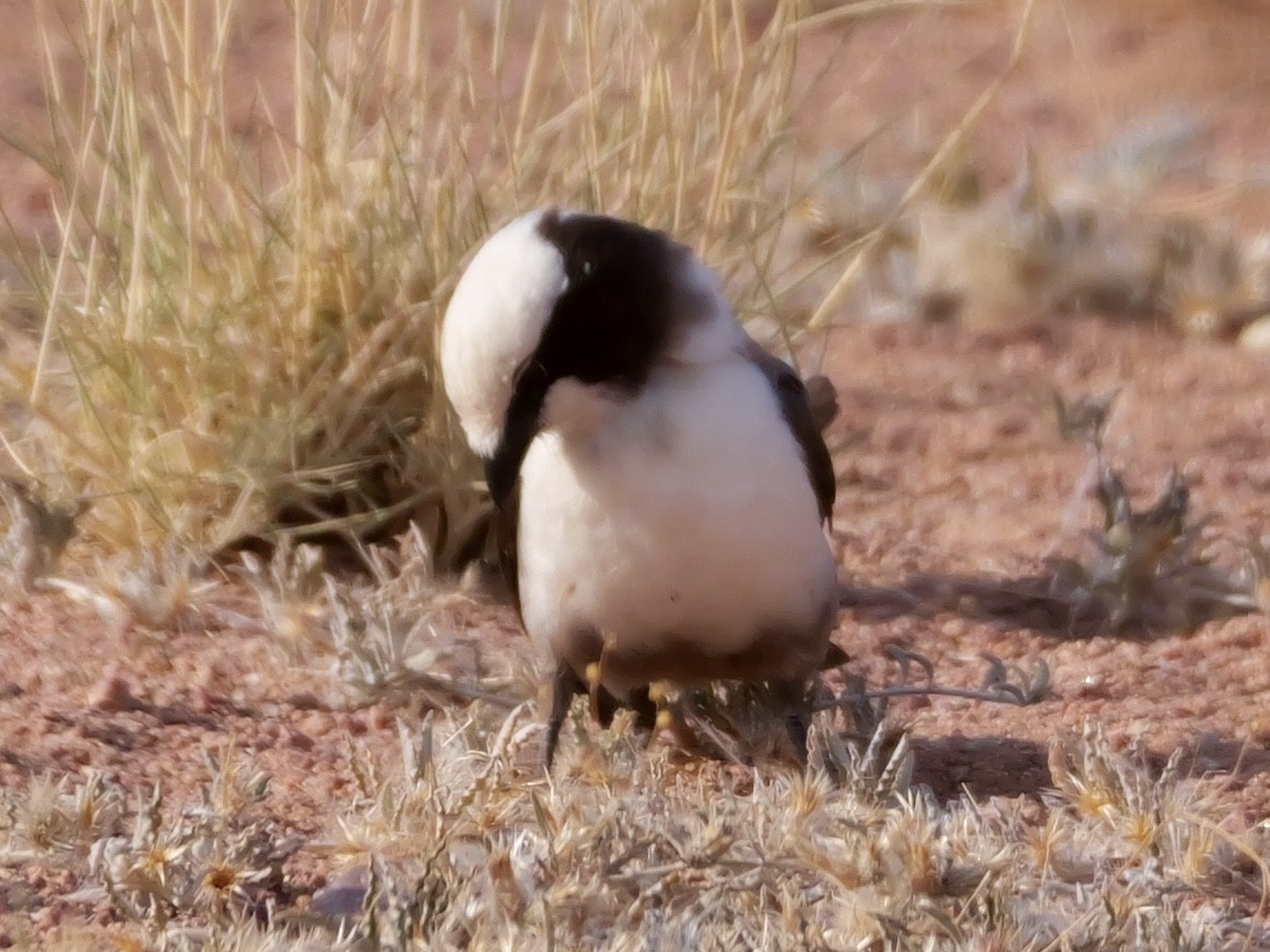 White-crowned Shrike - ML643274025