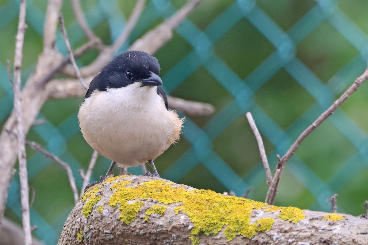 Southern Boubou - ML643274032