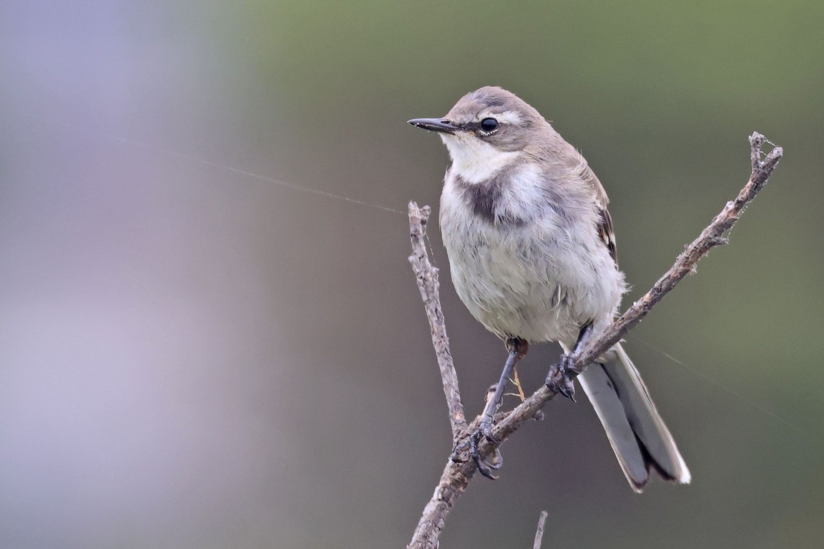 Cape Wagtail - ML643274049
