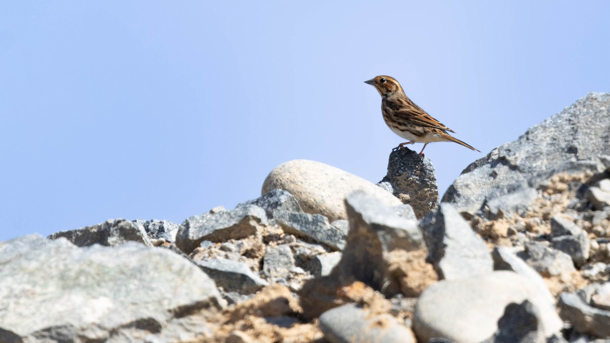 Little Bunting - ML643274055