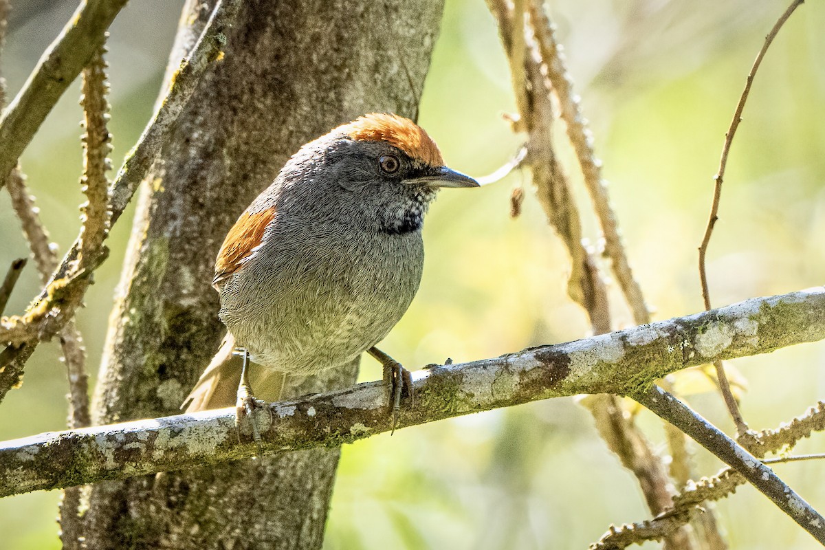 Spix's Spinetail - ML643274059