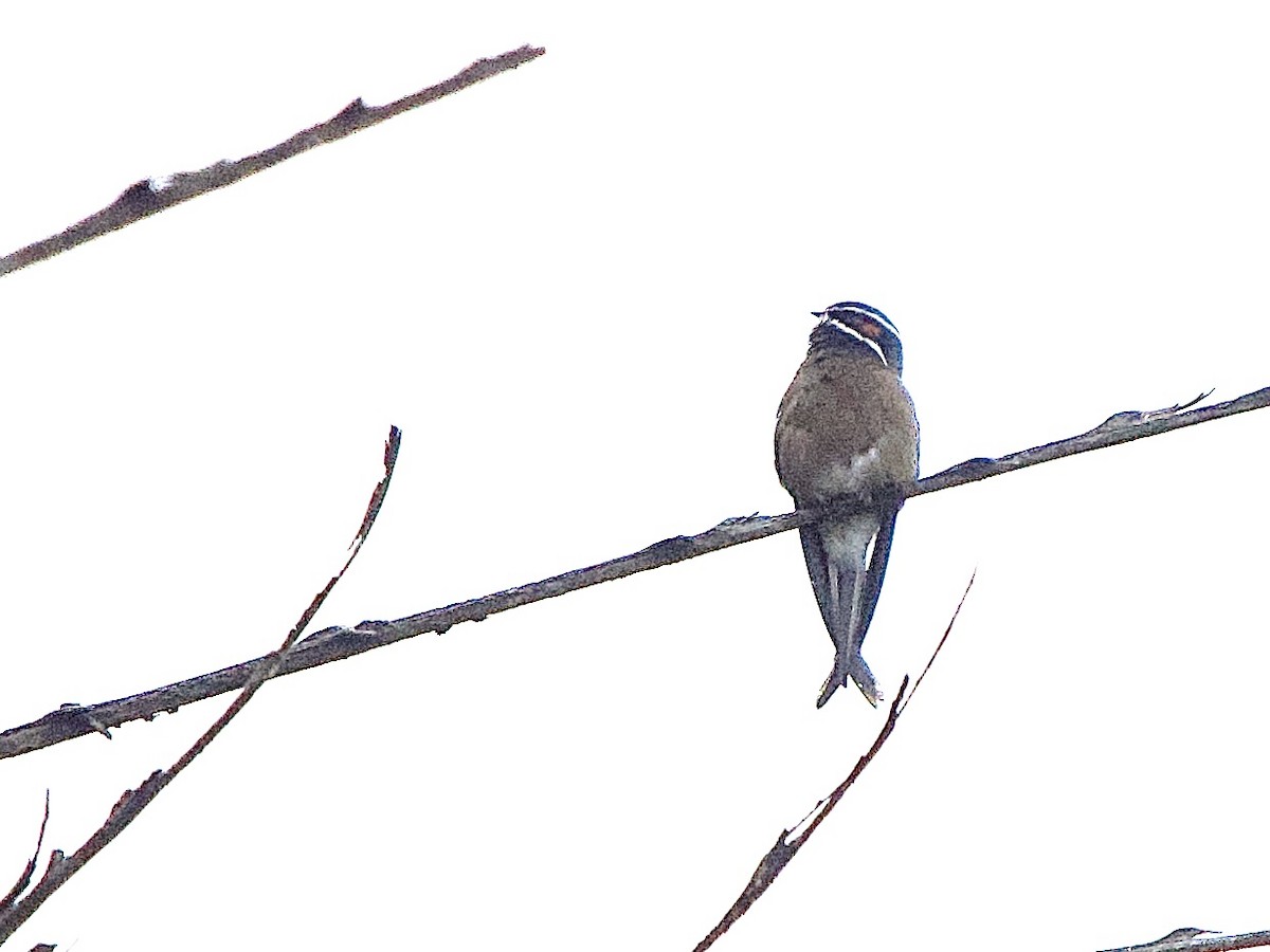 Whiskered Treeswift - ML643274061