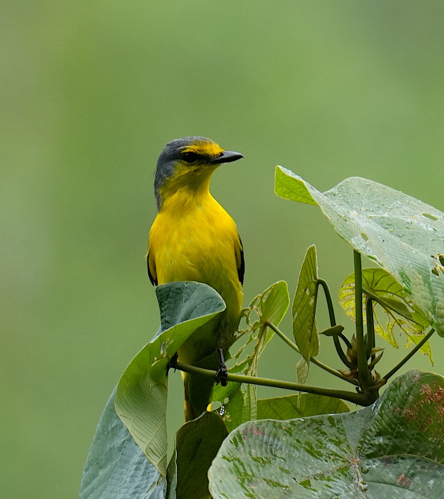 Orange Minivet - ML643274062