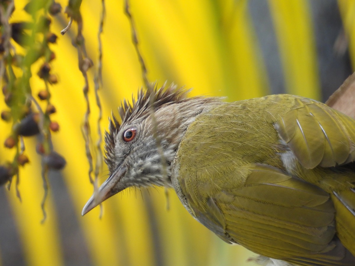 Mountain Bulbul - ML643274070
