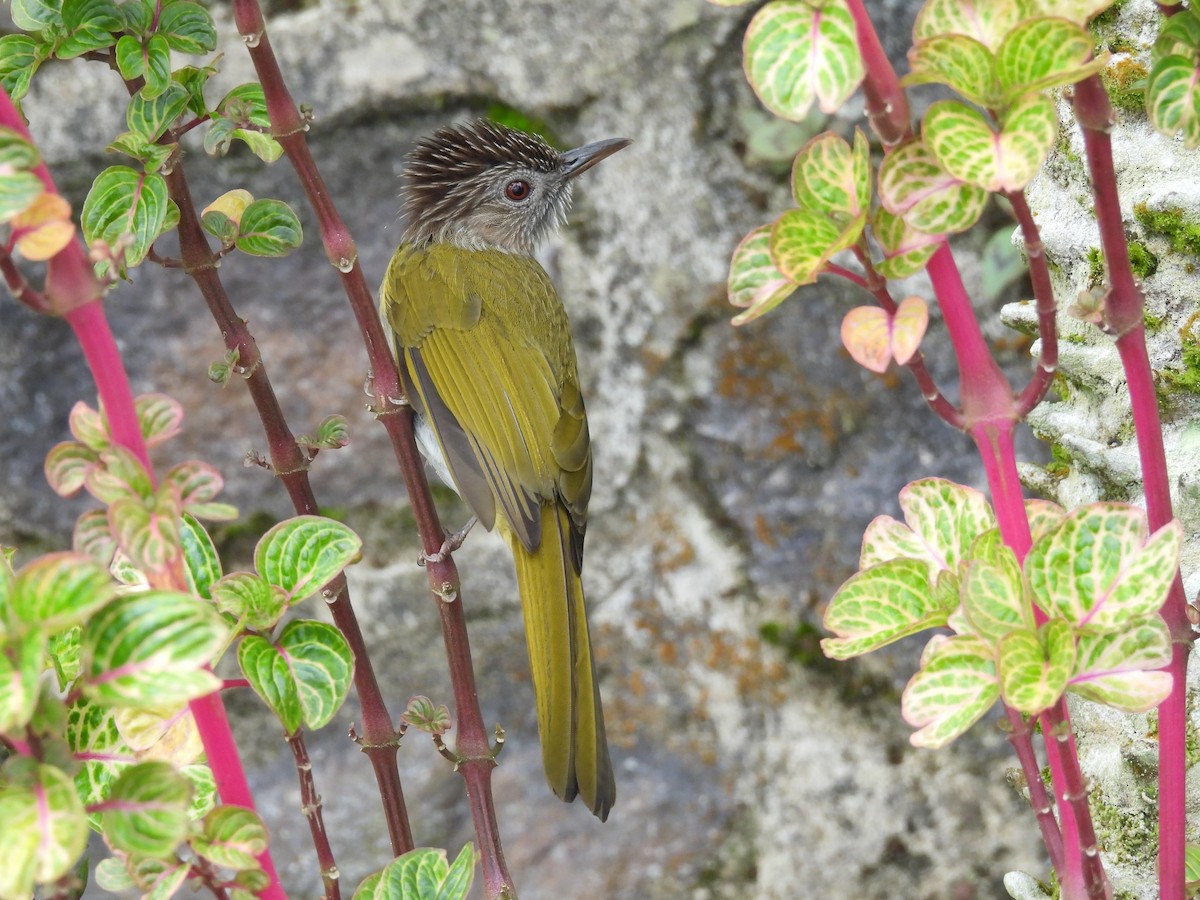 Mountain Bulbul - ML643274071