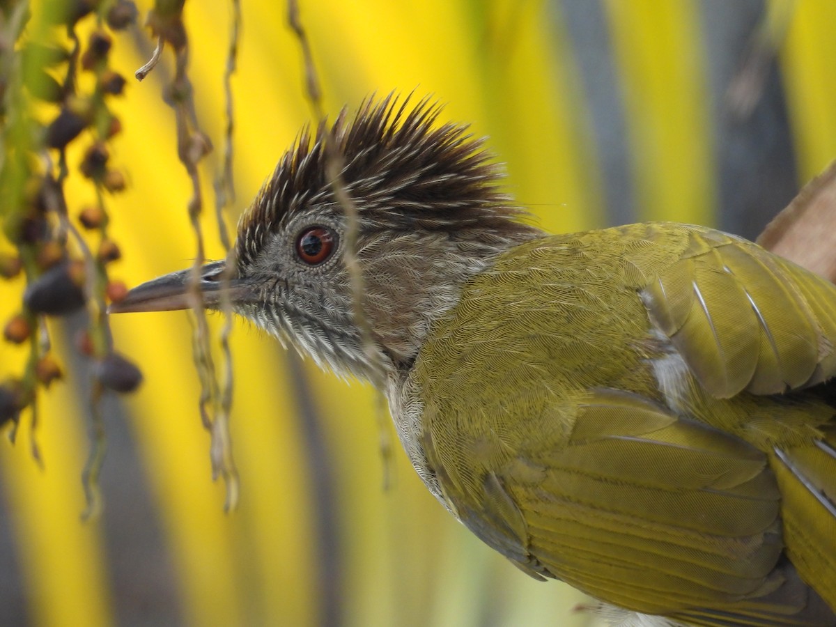 Mountain Bulbul - ML643274072