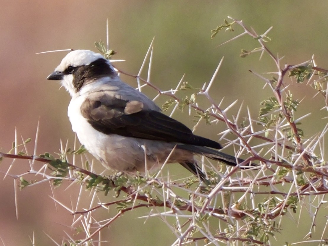 White-crowned Shrike - ML643274073