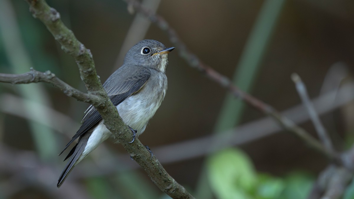 Dark-sided Flycatcher - ML643274093