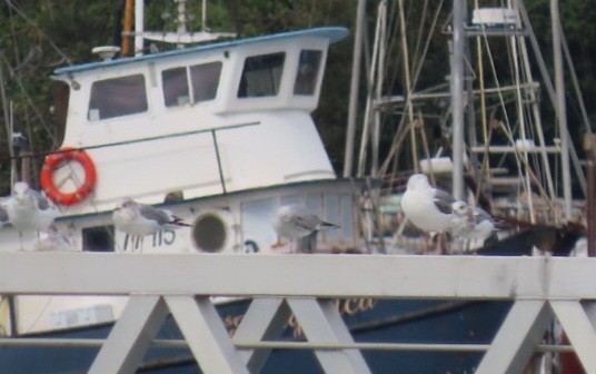 Short-billed Gull - ML643274098